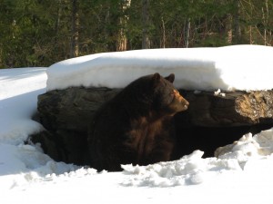 Sleeping with (and filming) hibernating Arctic Bears during the Winter #noporno