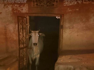 Cow in Doorway